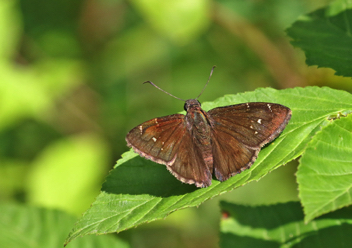 Northern Cloudywing